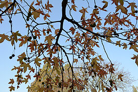 ZONNIGE HERFST NK Boomverzorging in Park De Bergen in Dongen