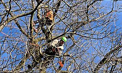 Foto van twee boomspecialisten die eik snoeien