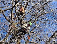 Foto van twee boomspecialisten die eik snoeien