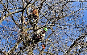 Foto van twee boomspecialisten die eik snoeien